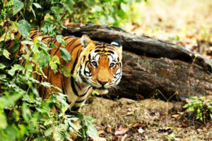 Kanha National Park